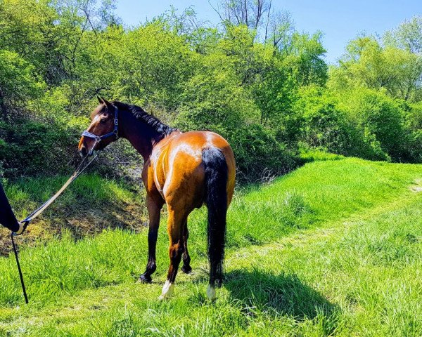 jumper Legretto (Hessian Warmblood, 2005, from Lord Caletto GZ)