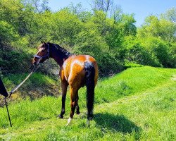 Springpferd Legretto (Hessisches Warmblut, 2005, von Lord Caletto GZ)