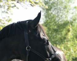 dressage horse Con Primus (Hanoverian, 2005, from Connery)