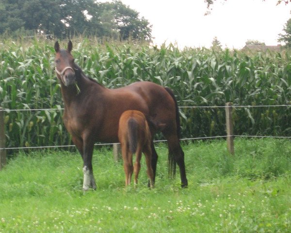 Zuchtstute Jule (Polnisches Warmblut, 1990, von Safian)