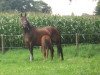 broodmare Jule (Polish Warmblood, 1990, from Safian)