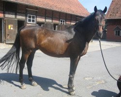 Deckhengst Russian Guy (Ukrainisches Reitpferd, 1990, von Baken)