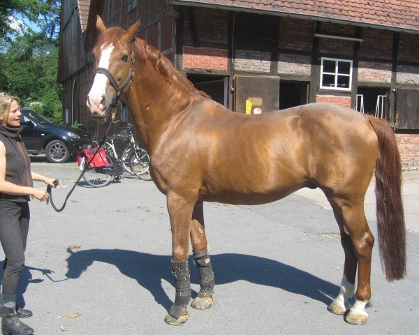 stallion Idool 2 (KWPN (Royal Dutch Sporthorse), 1990, from Burggraaf)