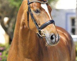 dressage horse Sol de Fangar (Hanoverian, 2008, from Sir Donnerhall I)