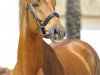 dressage horse Fangar Wind (Hanoverian, 2008, from Fidertanz)