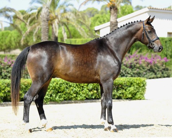 dressage horse Fangar Rey (Hanoverian, 2008, from Fidertanz)