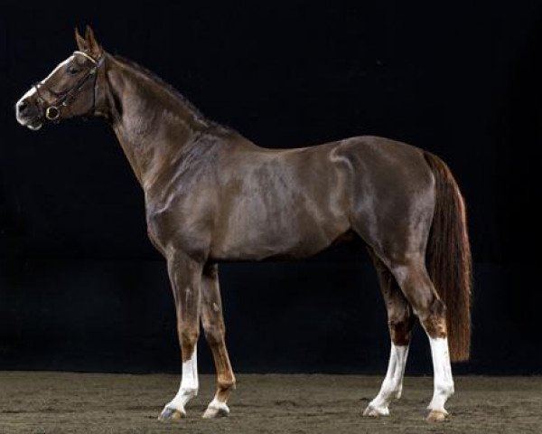 stallion Hasard (Swedish Warmblood, 2007, from Heartbeat)