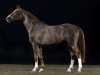 Deckhengst Hasard (Schwedisches Warmblut, 2007, von Heartbeat)