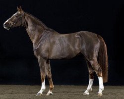 Deckhengst Hasard (Schwedisches Warmblut, 2007, von Heartbeat)