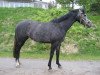 Springpferd Despoina Hqs (Schwedisches Warmblut, 2007, von Corlensky G)