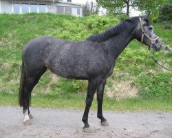 Springpferd Despoina Hqs (Schwedisches Warmblut, 2007, von Corlensky G)