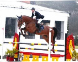 jumper Gucci Dv (Belgian Warmblood, 2006, from Pkz Contact van de Heffinck)