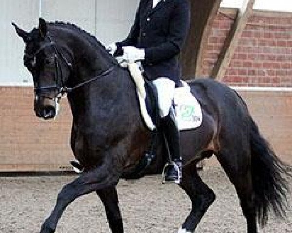 dressage horse Dante Delux Mj (Hanoverian, 2007, from Danone 4)
