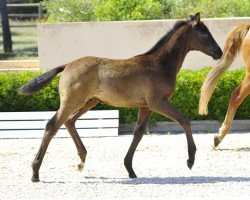 dressage horse Dancing Wind (Hanoverian, 2013, from Dancier)