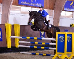 stallion Olympic Cruz (Irish Sport Horse, 2007, from Cruising)