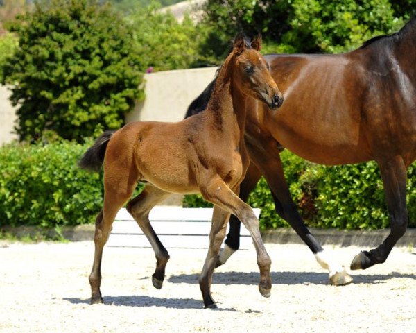 dressage horse Fürstenhit 5 (Hanoverian, 2013, from Fürstenball)