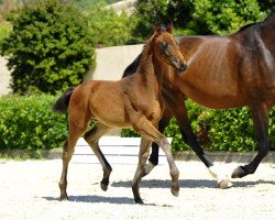 jumper Fürstenhit 5 (Hanoverian, 2013, from Fürstenball)