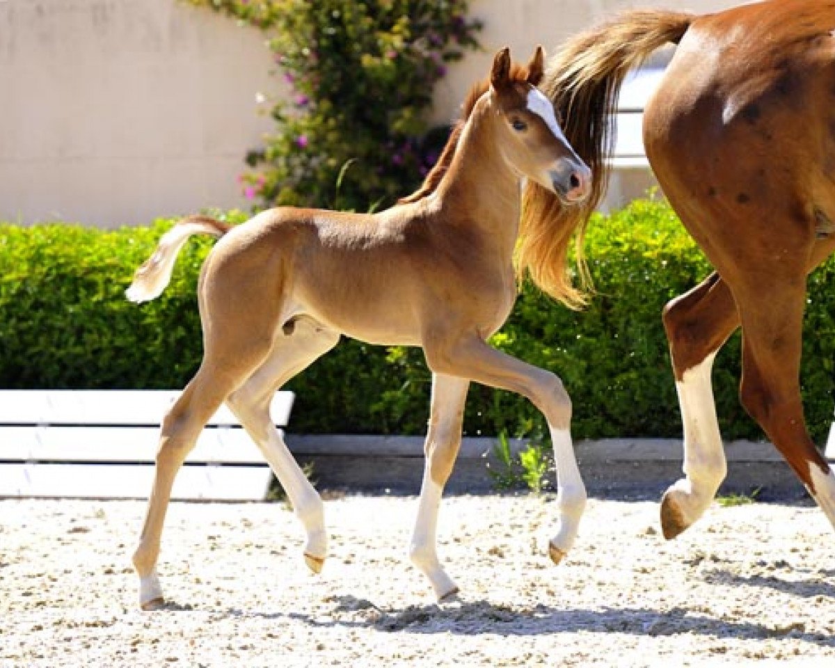 dressage horse Brettons Best (Hanoverian, 2013, from Bretton Woods)