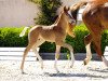 dressage horse Brettons Best (Hanoverian, 2013, from Bretton Woods)