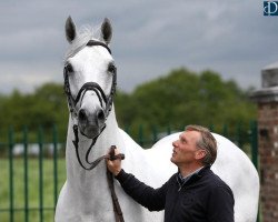 Deckhengst Felton du Mont (Belgisches Warmblut, 2005, von Clinton)