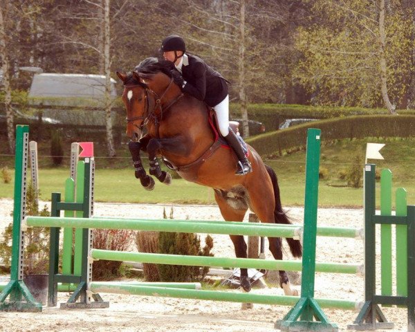 Springpferd Boosty Chavannais (Belgium Sporthorse, 2007, von Radco d'Houtveld)