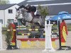 jumper Gasper van den Doorn (Belgian Warmblood, 2006, from Calvaro Z)