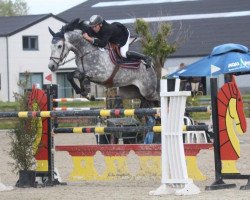 jumper Gasper van den Doorn (Belgian Warmblood, 2006, from Calvaro Z)