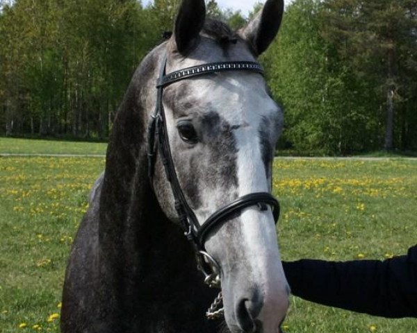 jumper Luxembourg S.e (KWPN (Royal Dutch Sporthorse), 2006, from Larino)