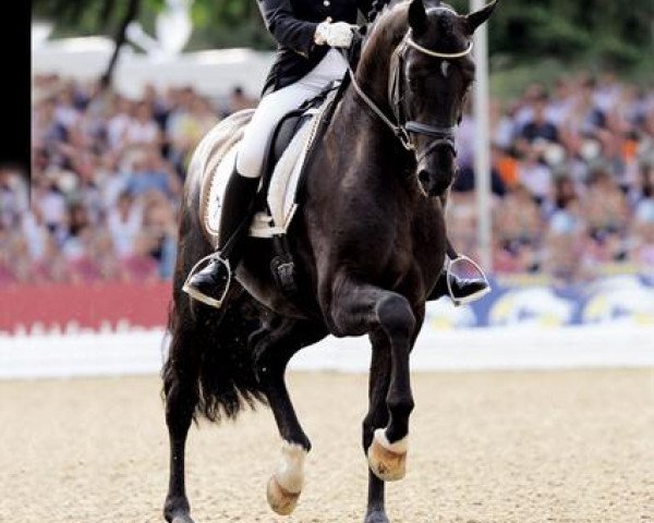 dressage horse Sarkozy 3 (Hanoverian, 2005, from Sandro Hit)
