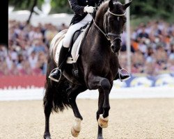 stallion Sarkozy 3 (Hanoverian, 2005, from Sandro Hit)