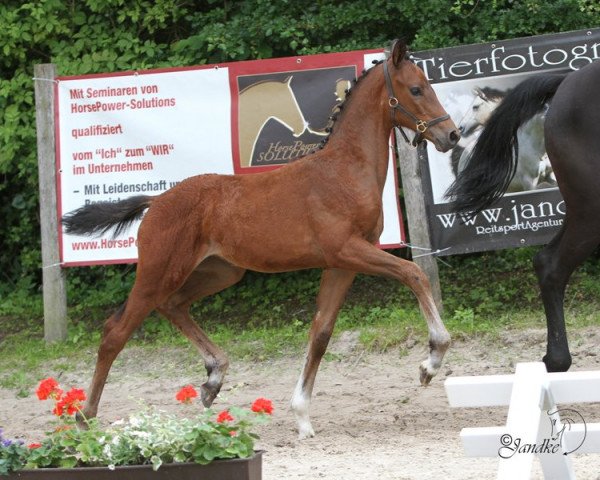 broodmare Stute von Vitalis (Westphalian, 2013, from Vitalis)