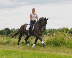 dressage horse Eddi (Sachs-door. Heavy Warmbl., 2007, from Esprit)