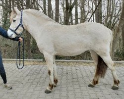 horse Heaven Loo (Fjord Horse, 2020, from Kastanjegårdens Hannibal)