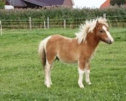 horse Seedeichs Balisto (Shetland Pony, 2013, from Schalenburgs Baron)