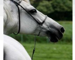 broodmare Cartonne (Holsteiner, 1993, from Cantus)