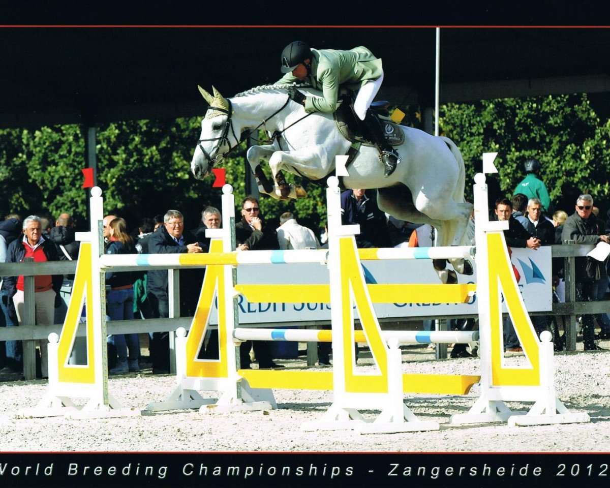 Springpferd Check Picobello Z (Zangersheide Reitpferd, 2006, von VDL Cardento 933)
