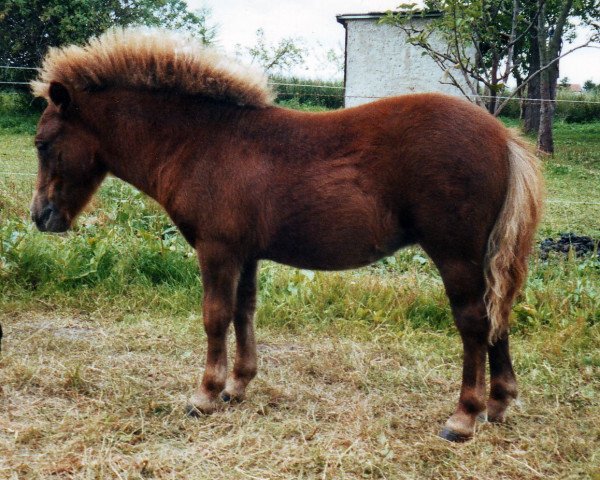 Zuchtstute Hoheit von Repgow (Shetland Pony (unter 87 cm), 2003, von Theseus)
