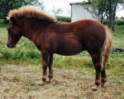 broodmare Hoheit von Repgow (Shetland pony (under 87 cm), 2003, from Theseus)