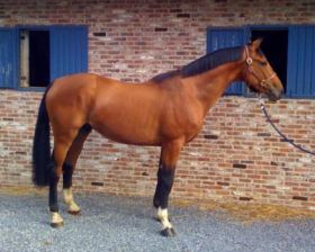 Springpferd Grafton D Arsouilles (Belgisches Warmblut, 2006, von Vigo d'Arsouilles)