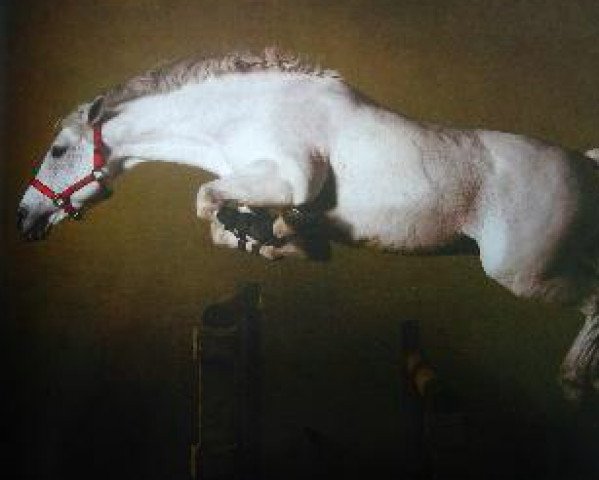 Deckhengst Cyrano Pondi (Connemara-Pony, 1990, von Galway de la Dive)