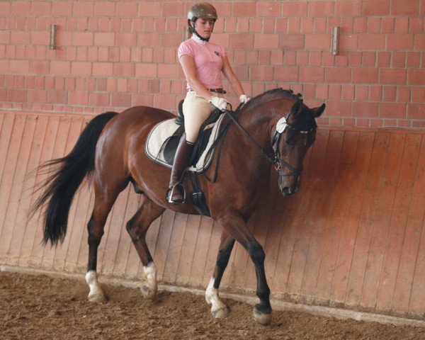 dressage horse Prinz Pilgrim (Rhinelander, 1997, from Paddyngton)