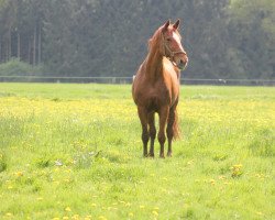 Zuchtstute Wendy (Hannoveraner, 1997, von White Magic)