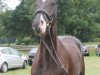 dressage horse Elegant Sacre Fleur (KWPN (Royal Dutch Sporthorse), 2009, from San Remo)