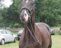 Dressurpferd Elegant Sacre Fleur (KWPN (Niederländisches Warmblut), 2009, von San Remo)