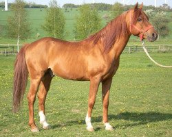 stallion Aidam Ibn Zarif ox (Arabian thoroughbred, 1992, from Zarif III ox)