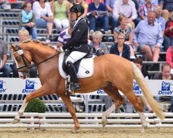 stallion Gleisberg Champions League (German Riding Pony, 2010, from Casino Royale K WE)