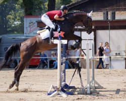 Springpferd Lesanto (Deutsches Sportpferd, 2003, von Landrebell)