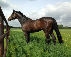 jumper Zariano (Hanoverian, 2003)