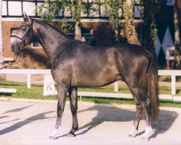 horse Bantry (Trakehner, 1997, from Suchard)