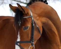 stallion Quincy Jones (Belgian Warmblood, 1994, from Quidam de Revel)